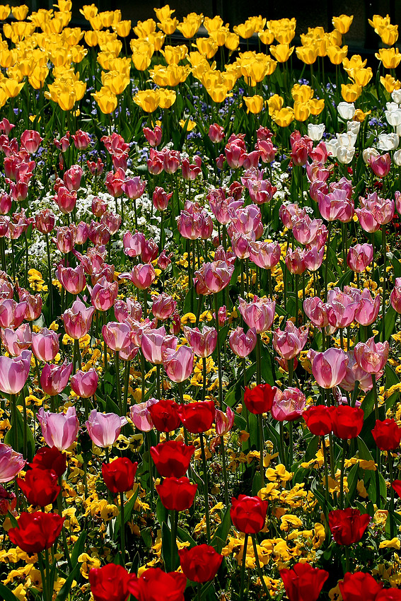 Tulpen....viele viele Tulpen