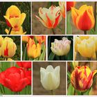 Tulpenvielfalt