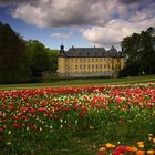 Tulpenvielfalt im Dycker Schlossgarten 1