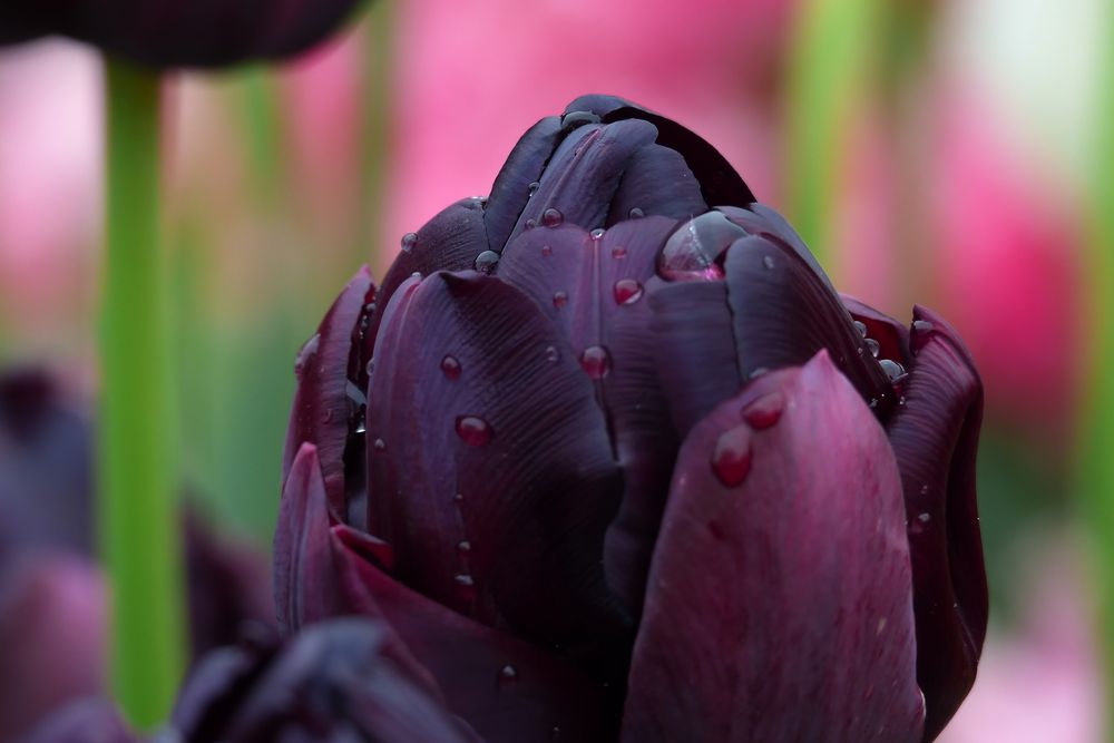 Tulpenvielfalt im Dycker Schlossgarten 10