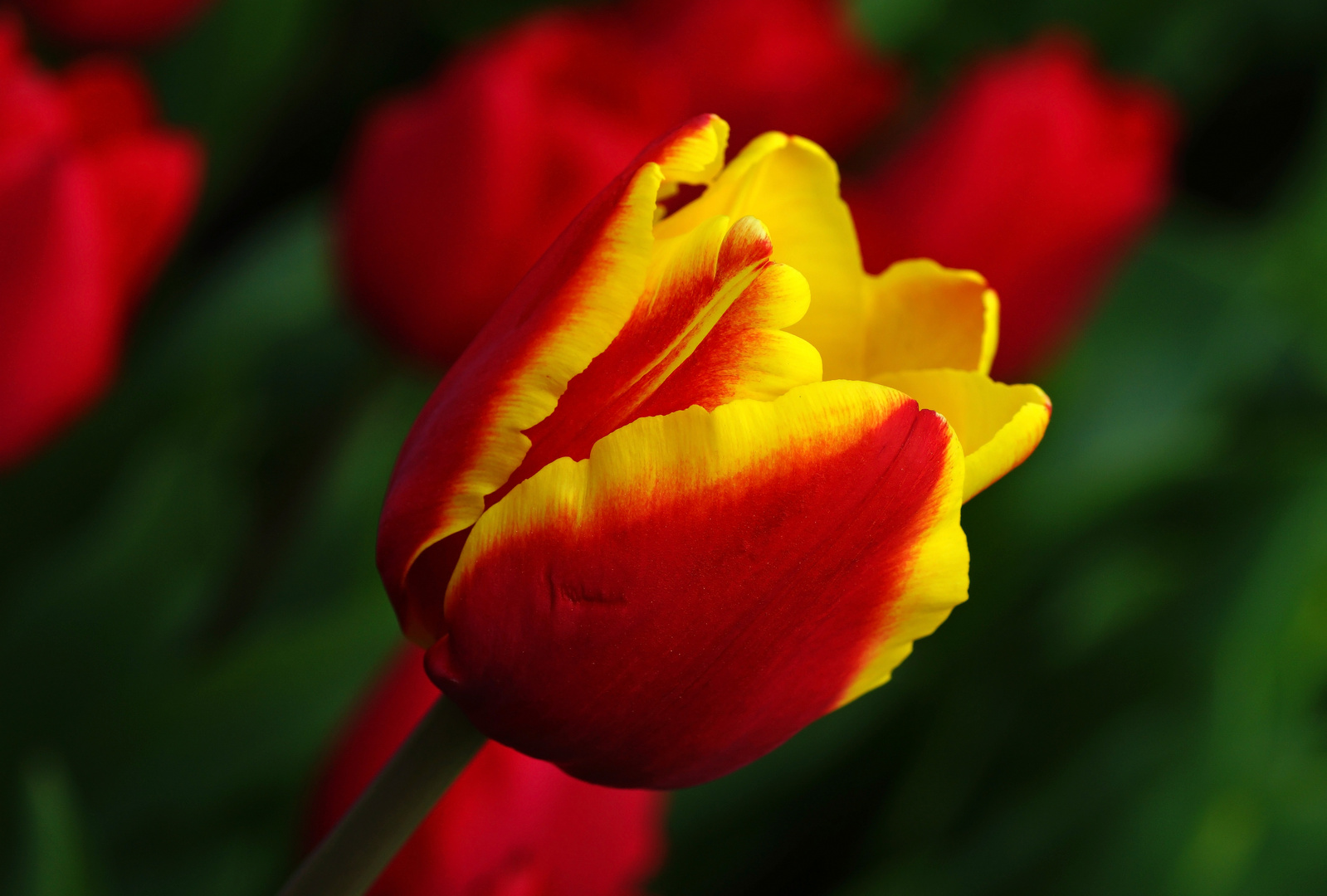 Tulpenvielfalt im Dycker Schlossgarten 13