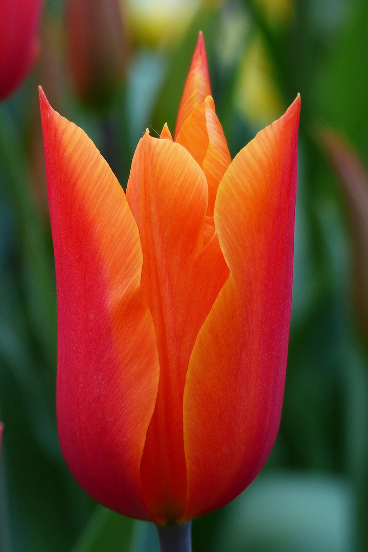 Tulpenvielfalt im Dycker Schlossgarten 14