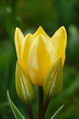 Tulpenvielfalt im Dycker Schlossgarten 15