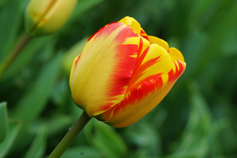 Tulpenvielfalt im Dycker Schlossgarten 16