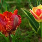 Tulpenvielfalt im Dycker Schlossgarten 17