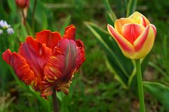 Tulpenvielfalt im Dycker Schlossgarten 17