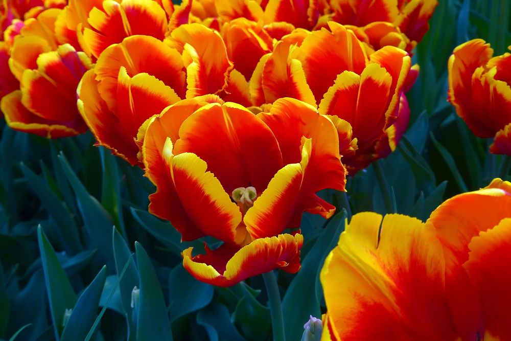 Tulpenvielfalt im Dycker Schlossgarten 18