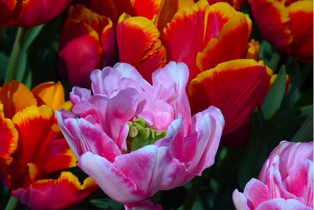 Tulpenvielfalt im Dycker Schlossgarten 19