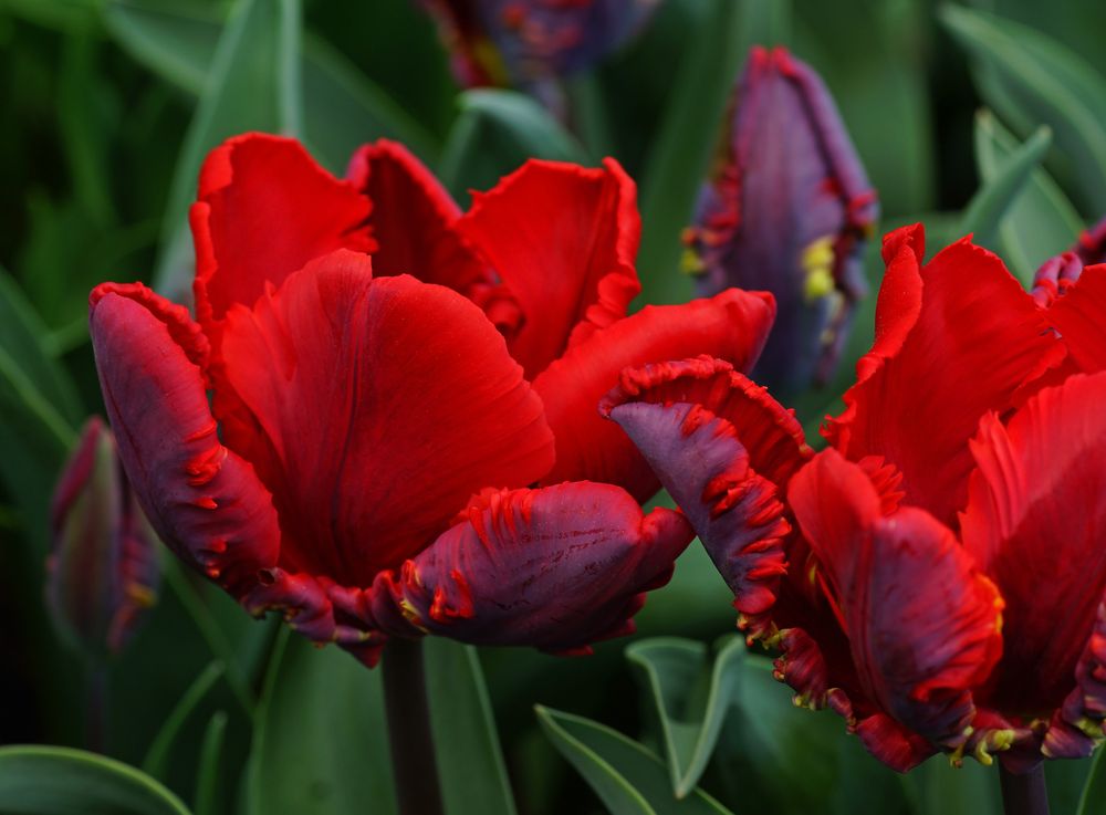 Tulpenvielfalt im Dycker Schlossgarten 2