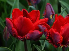 Tulpenvielfalt im Dycker Schlossgarten 2