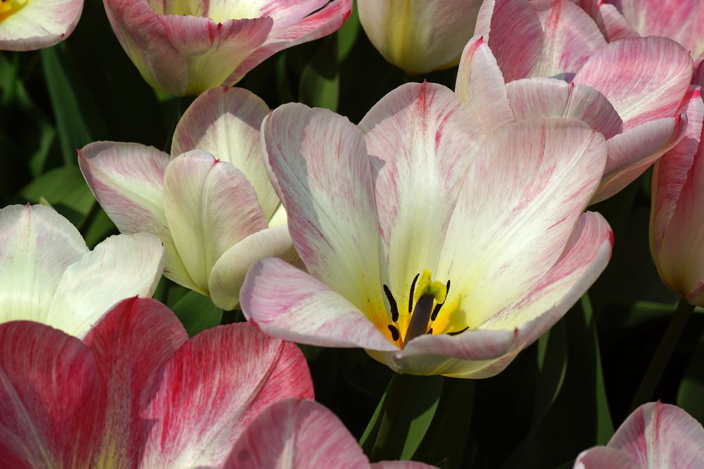 Tulpenvielfalt im Dycker Schlossgarten 21