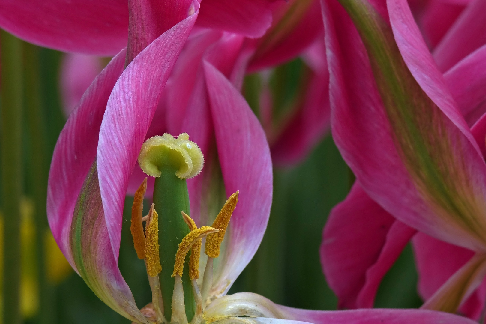 Tulpenvielfalt im Dycker Schlossgarten 22