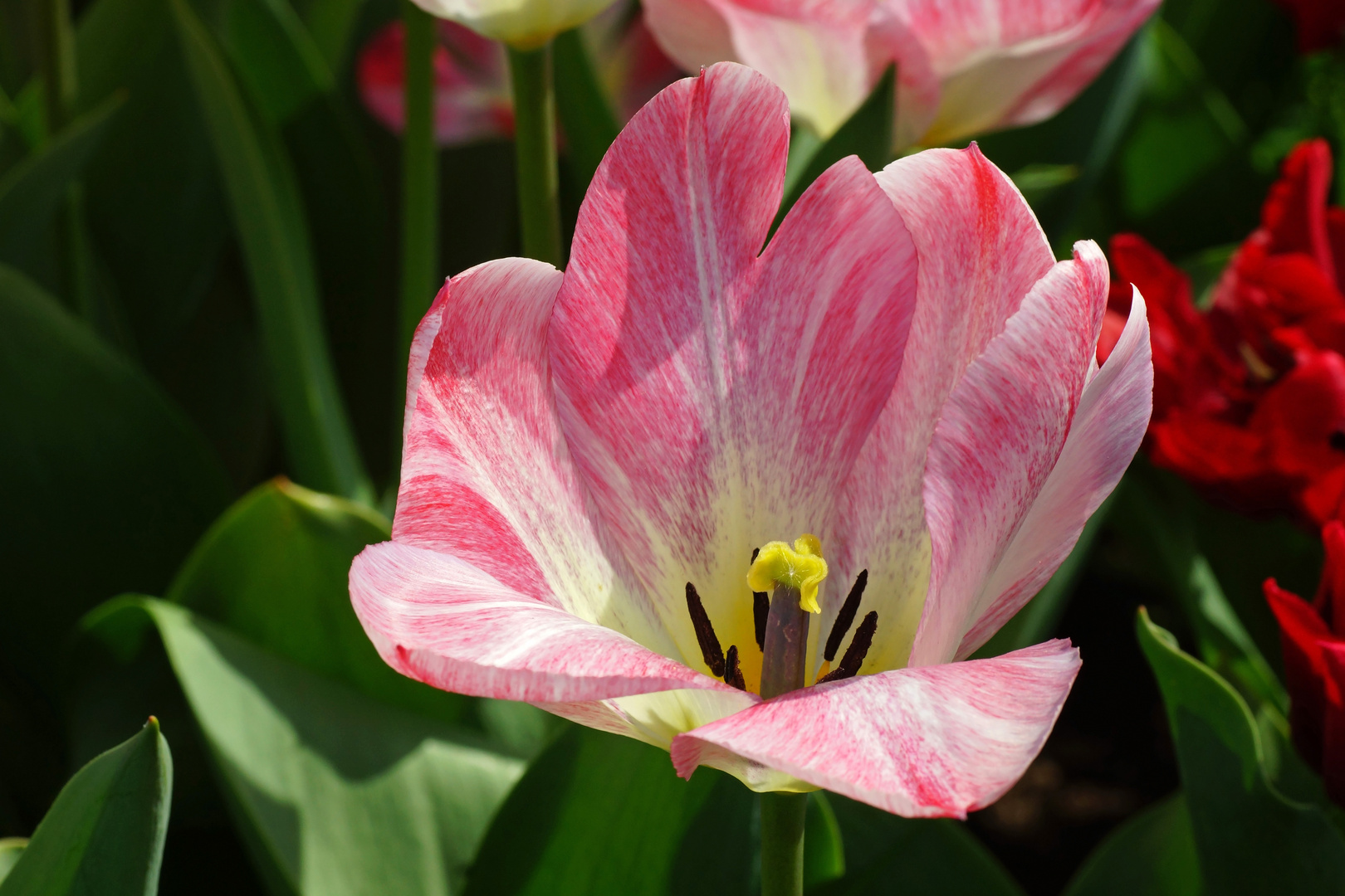 Tulpenvielfalt im Dycker Schlossgarten 23