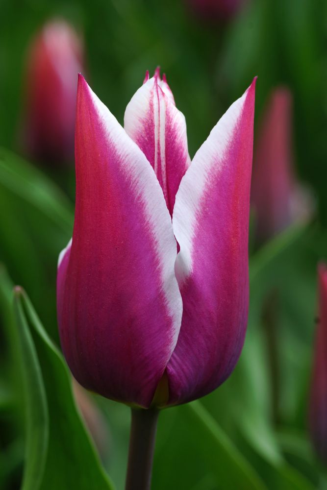 Tulpenvielfalt im Dycker Schlossgarten 25