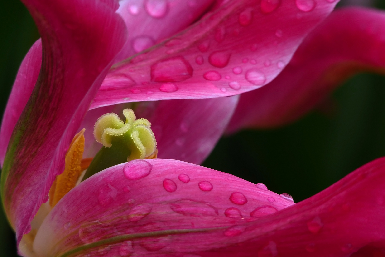 Tulpenvielfalt im Dycker Schlossgarten 26