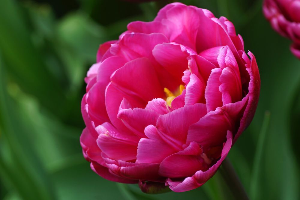 Tulpenvielfalt im Dycker Schlossgarten 27