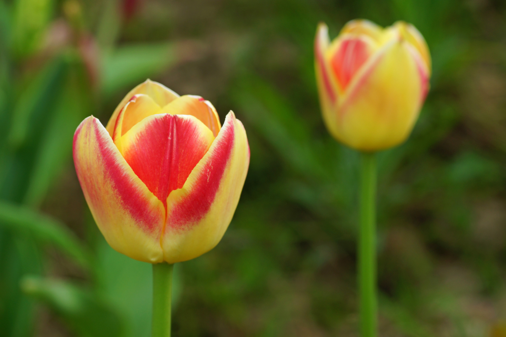 Tulpenvielfalt im Dycker Schlossgarten 28