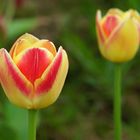 Tulpenvielfalt im Dycker Schlossgarten 28