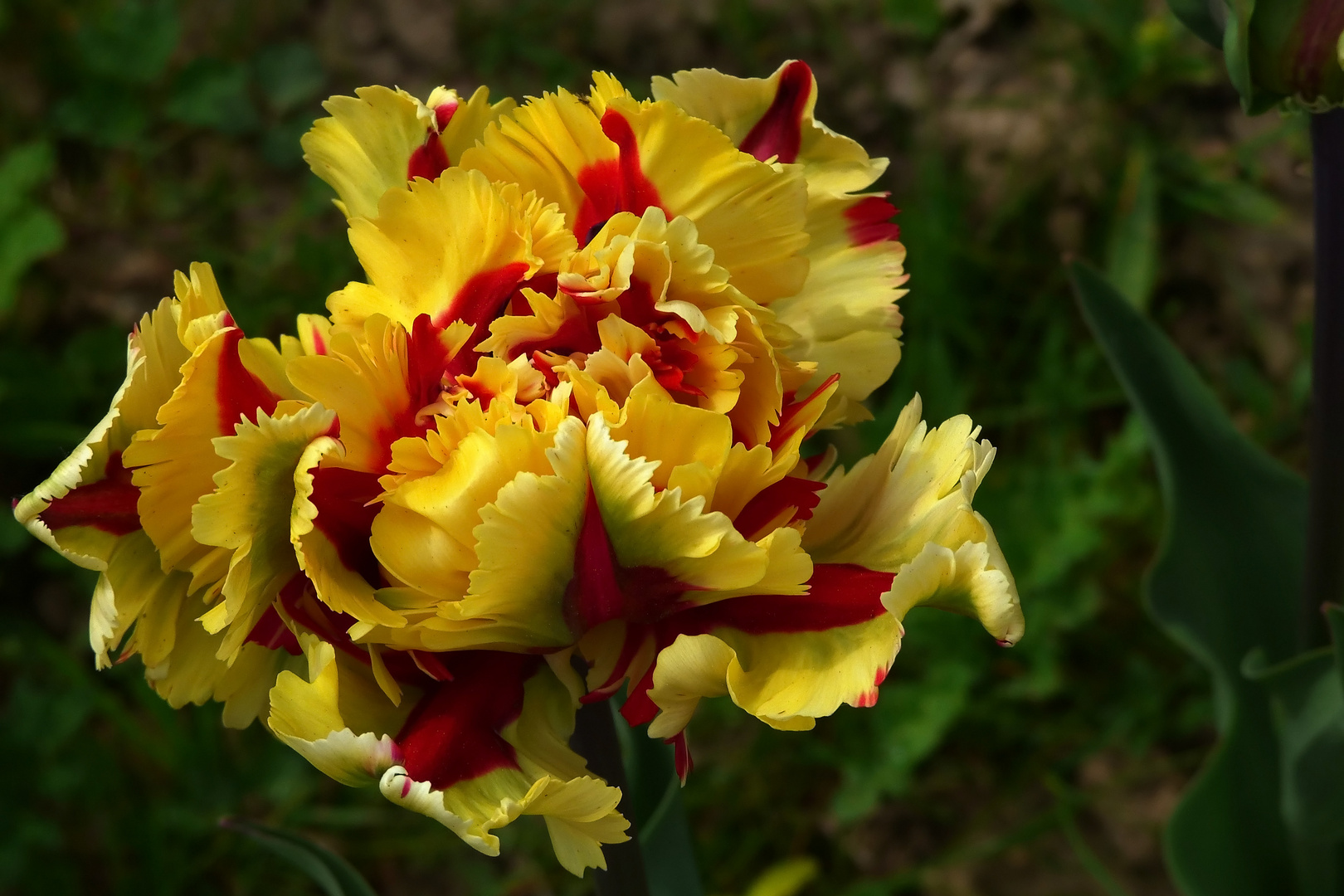 Tulpenvielfalt im Dycker Schlossgarten 3