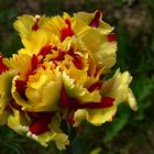 Tulpenvielfalt im Dycker Schlossgarten 3