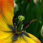 Tulpenvielfalt im Dycker Schlossgarten 4