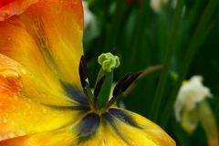 Tulpenvielfalt im Dycker Schlossgarten 4