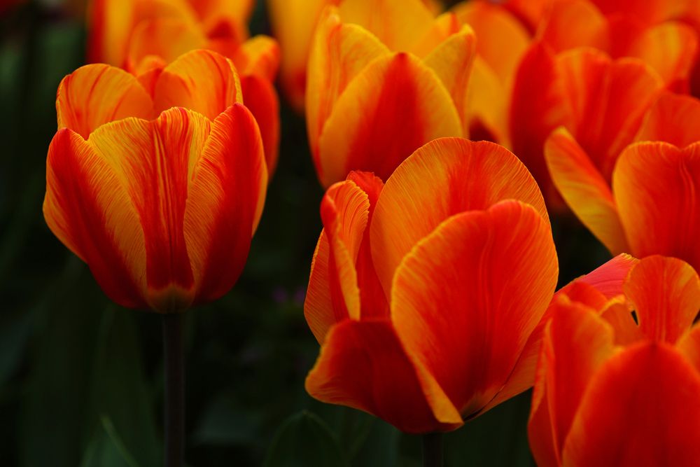 Tulpenvielfalt im Dycker Schlossgarten 5