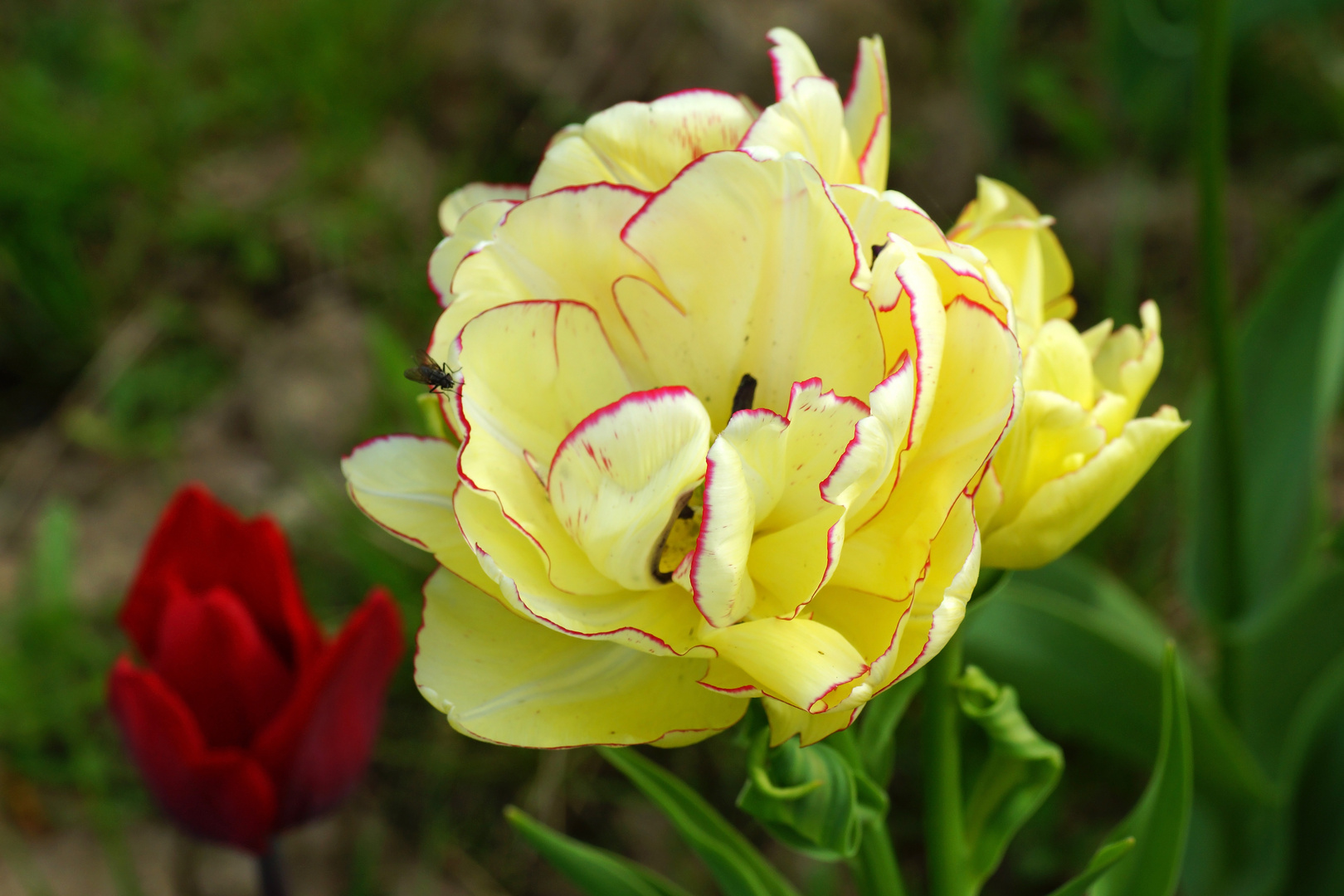 Tulpenvielfalt im Dycker Schlossgarten 6