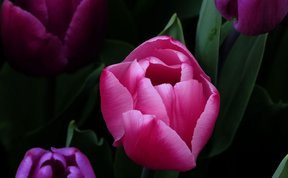 Tulpenvielfalt im Dycker Schlossgarten 7