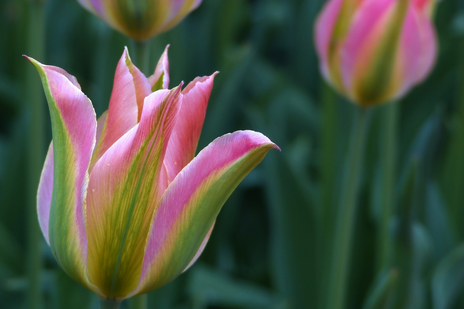 Tulpenvielfalt im Dycker Schlossgarten 8