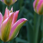 Tulpenvielfalt im Dycker Schlossgarten 8