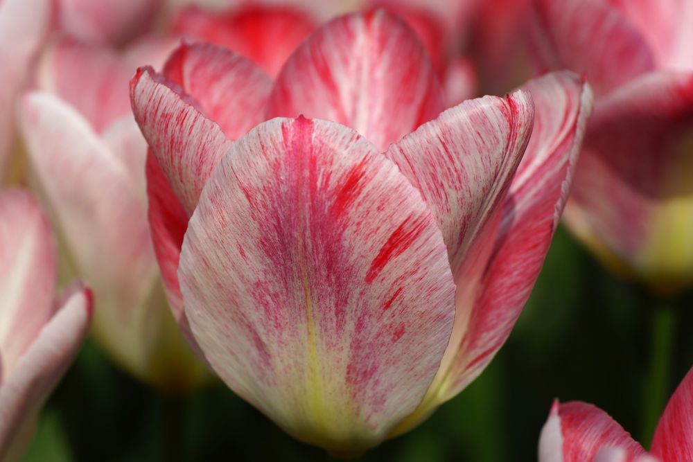 Tulpenvielfalt im Dycker Schlossgarten 9