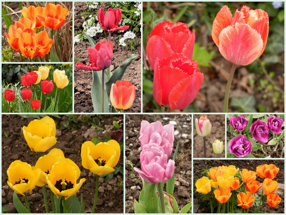 Tulpenvielfalt im Schrebergarten