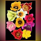 Tulpenvielfalt in Form und Farbe