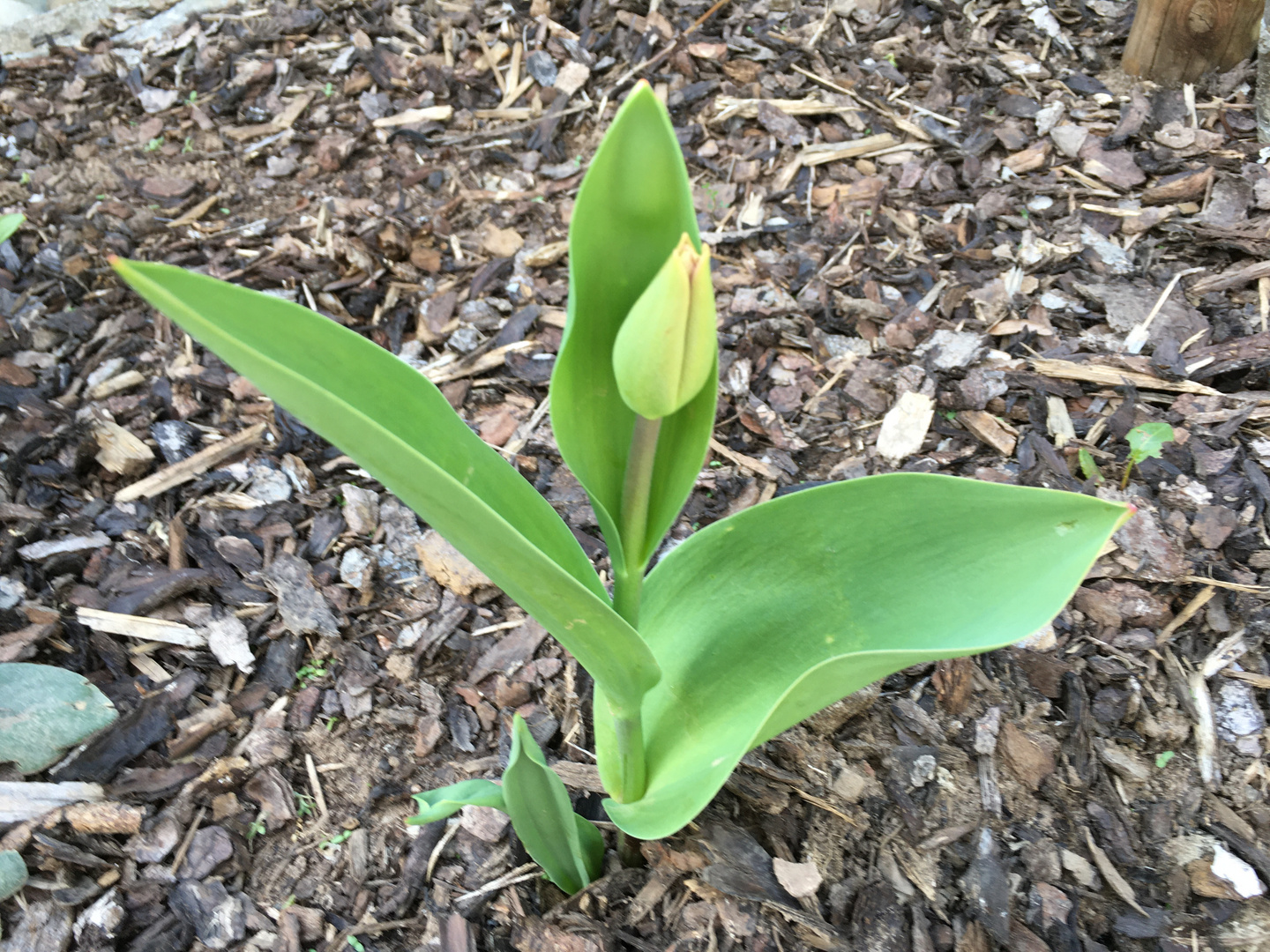 Tulpenwachstum 