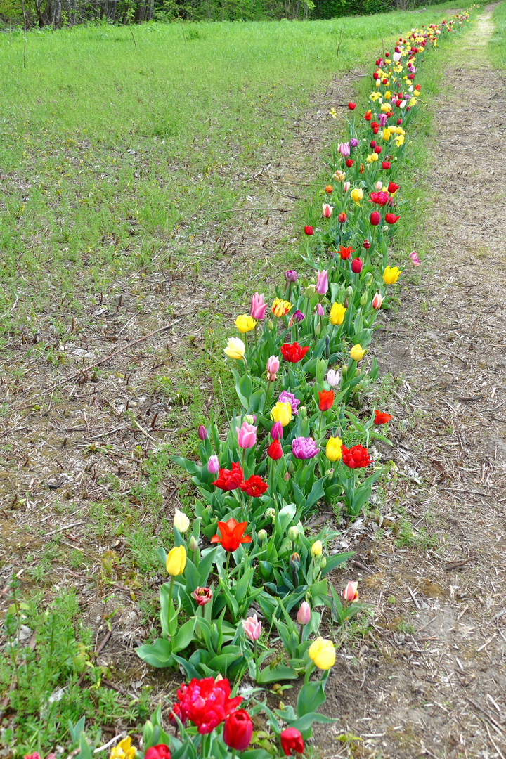 Tulpenweg