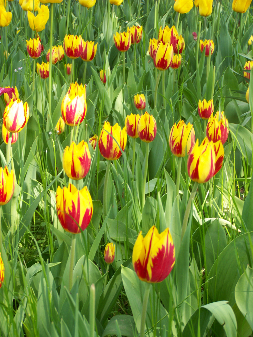 Tulpenwiese