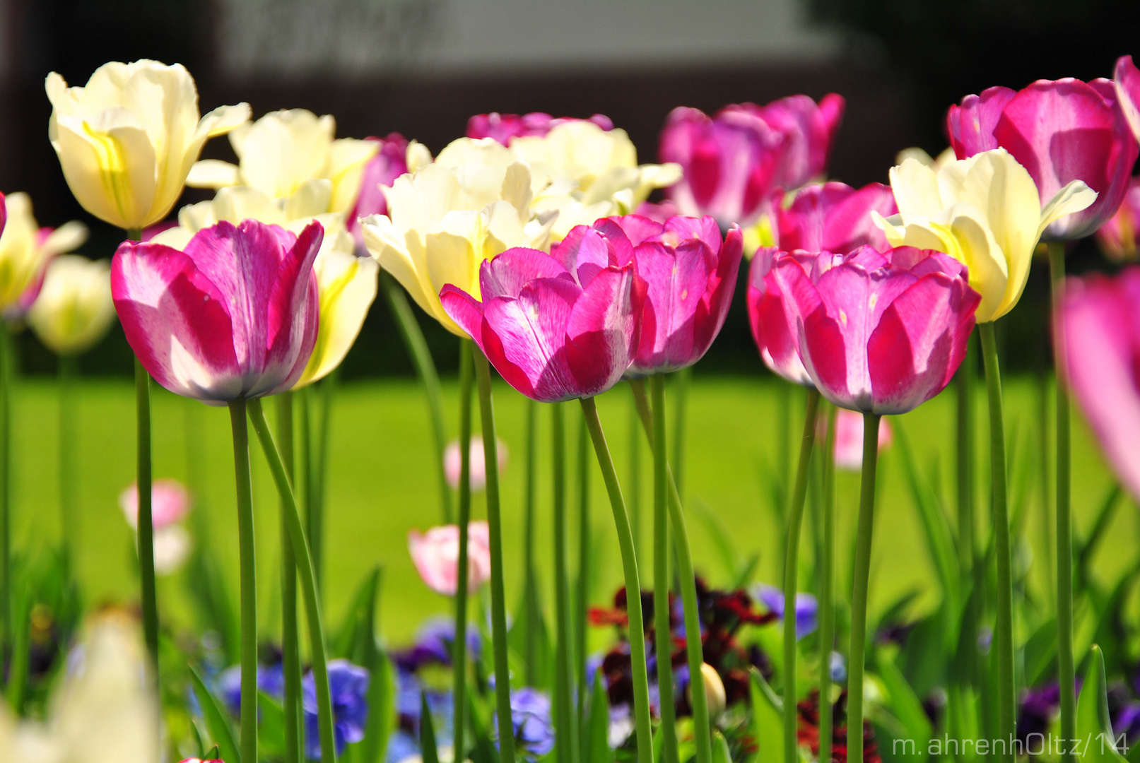 Tulpenwiese