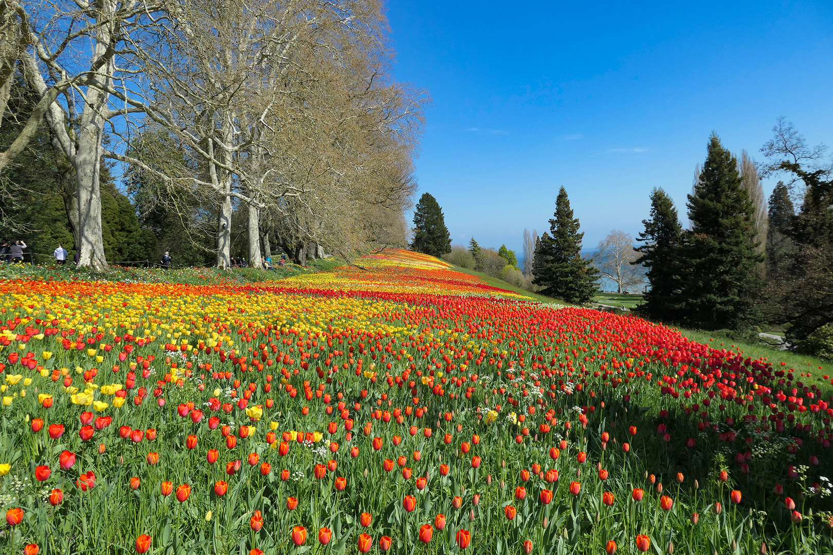 Tulpenwiese 2019