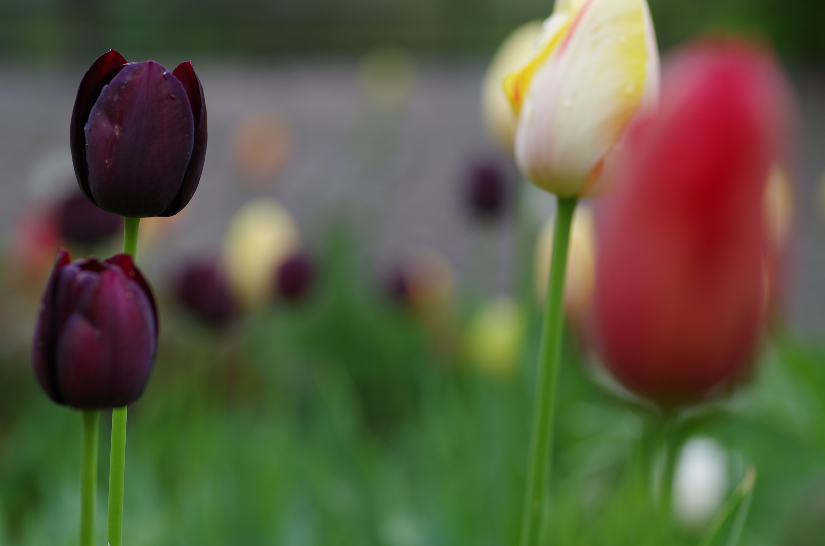 Tulpenwiese