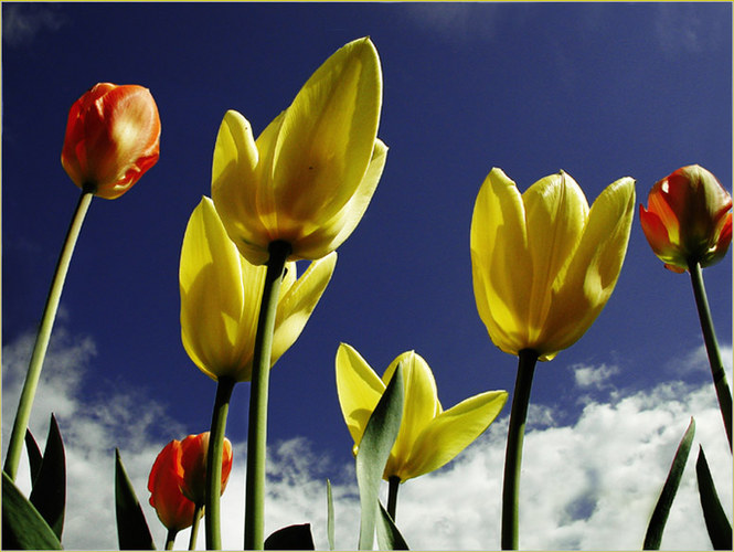 Tulpenwiese