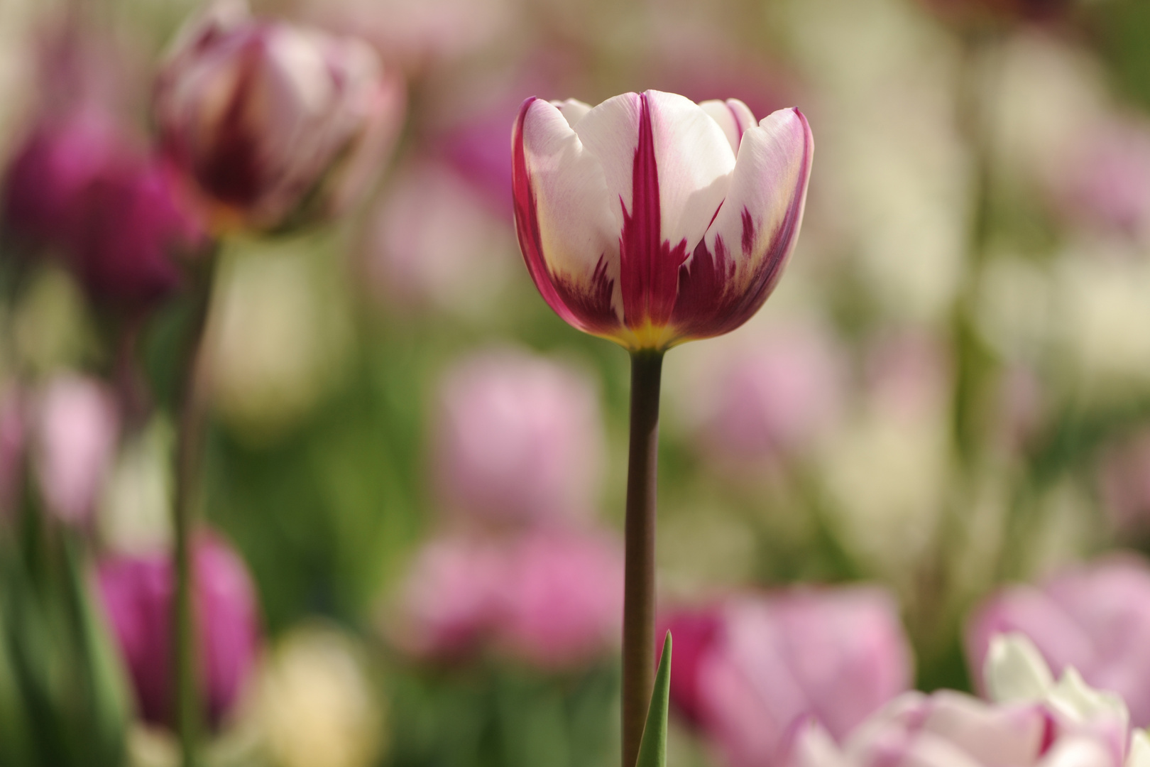 Tulpenwiese