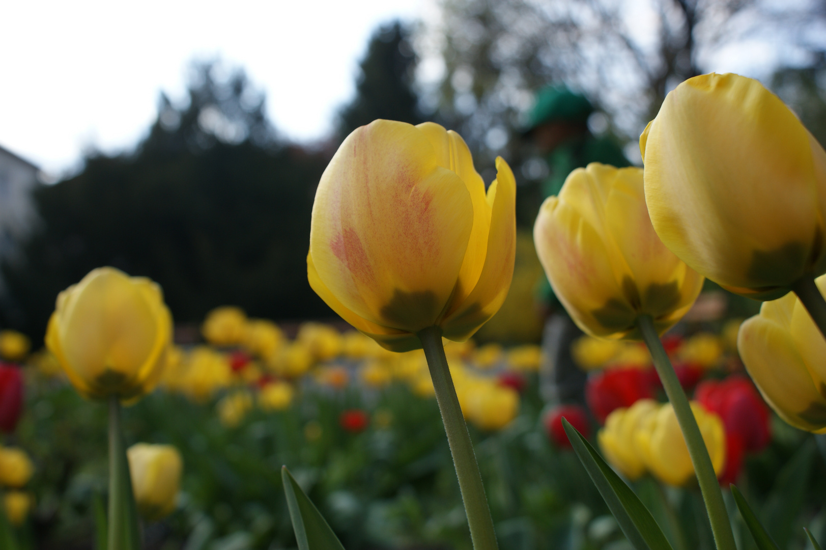 Tulpenwiese