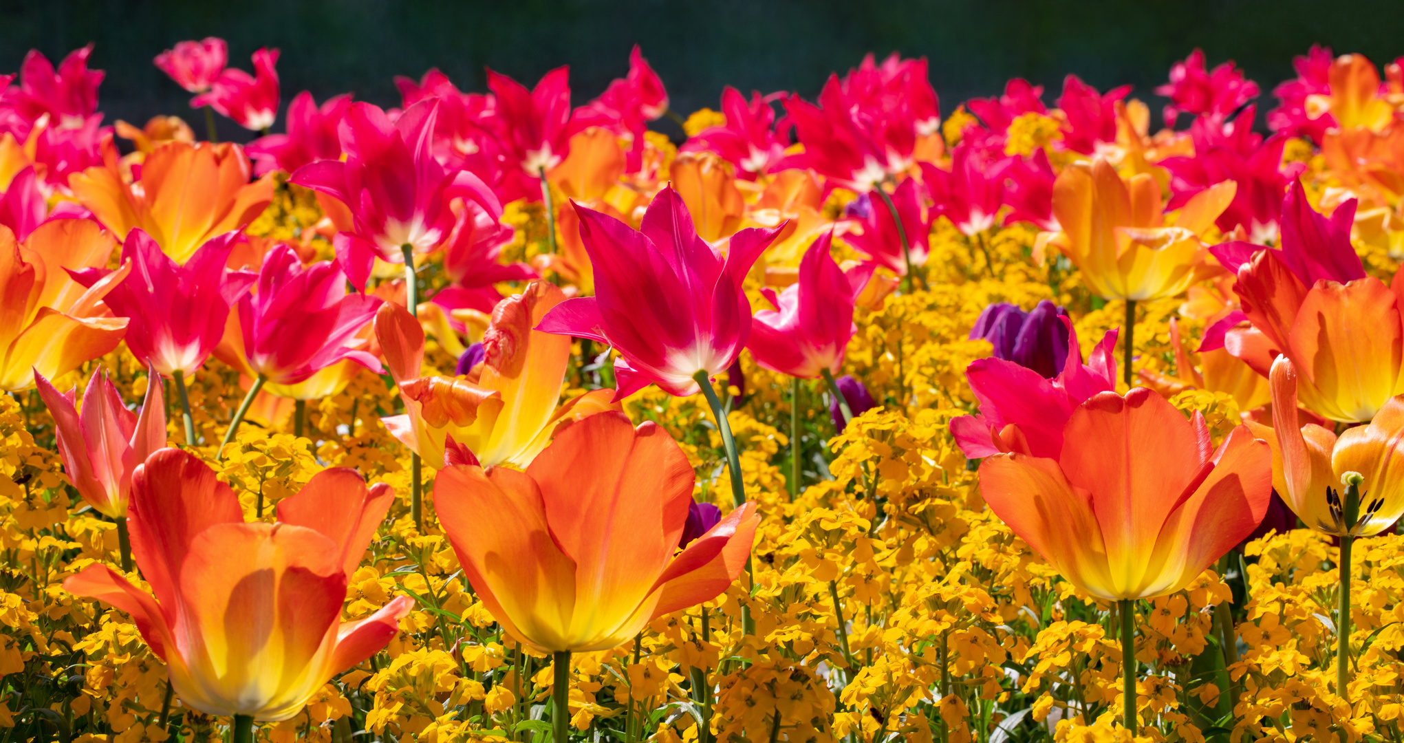 Tulpenwiese