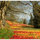 Tulpenwiese auf der Mainau