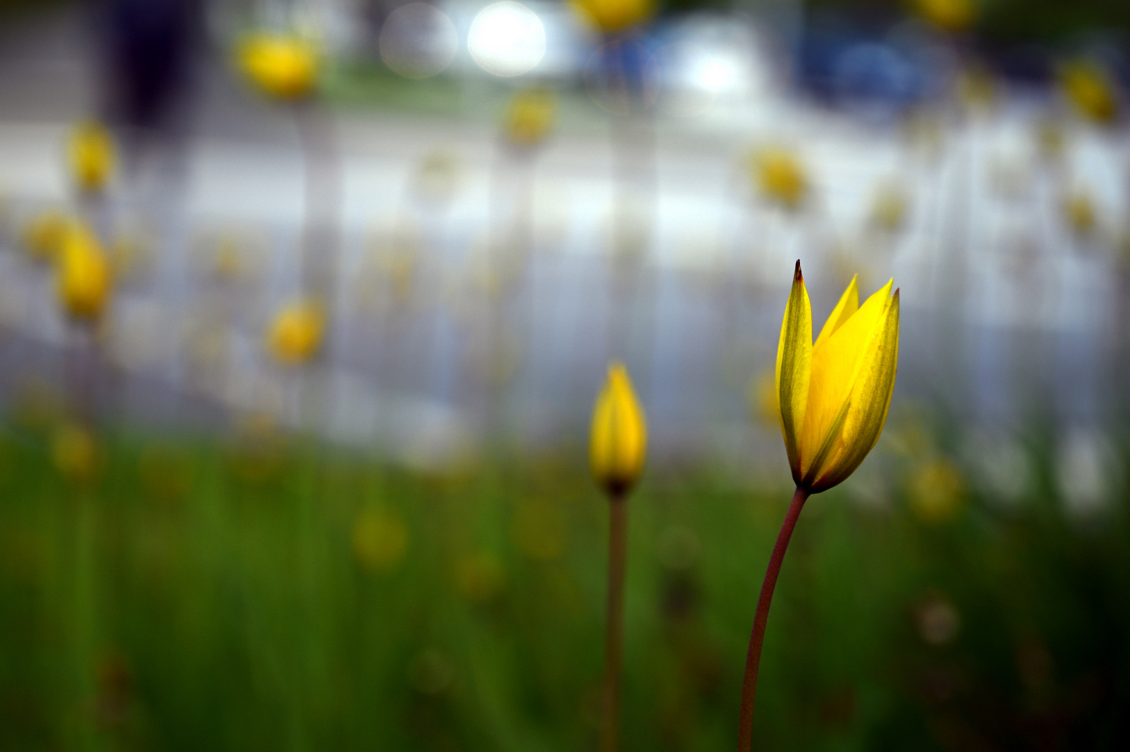 Tulpenwiese