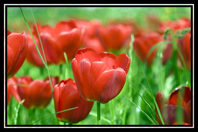 Tulpenwiese