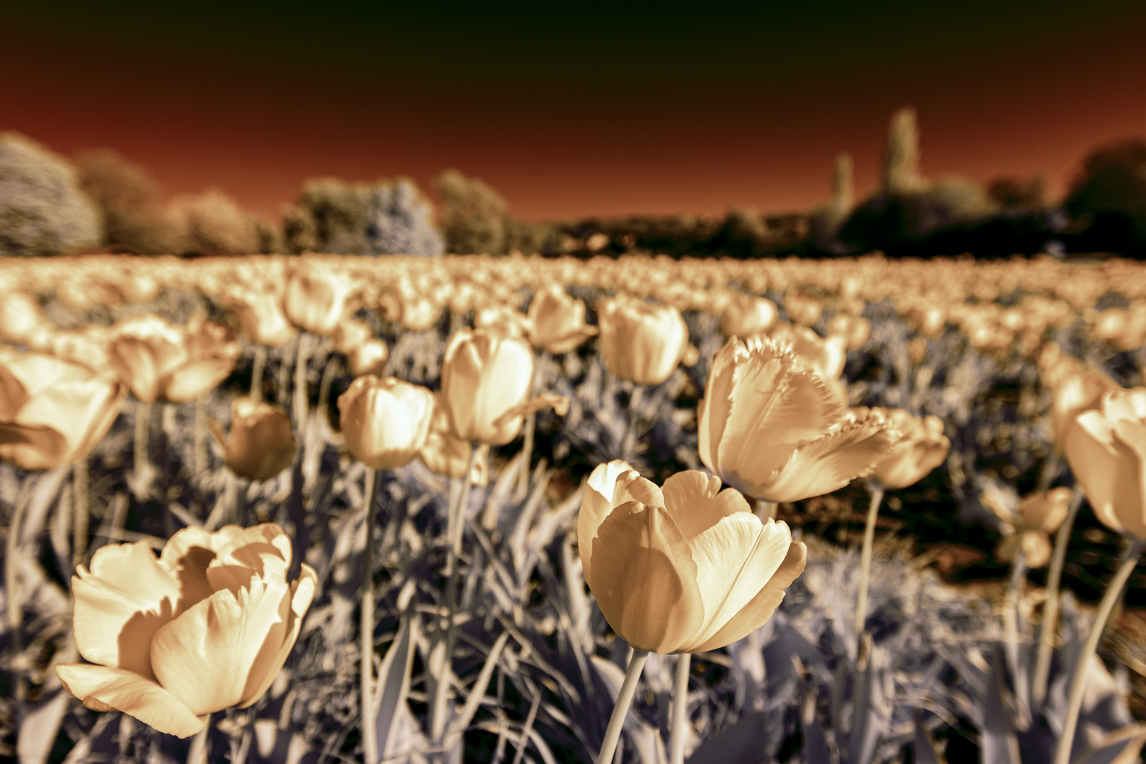 Tulpenwiese IR #1