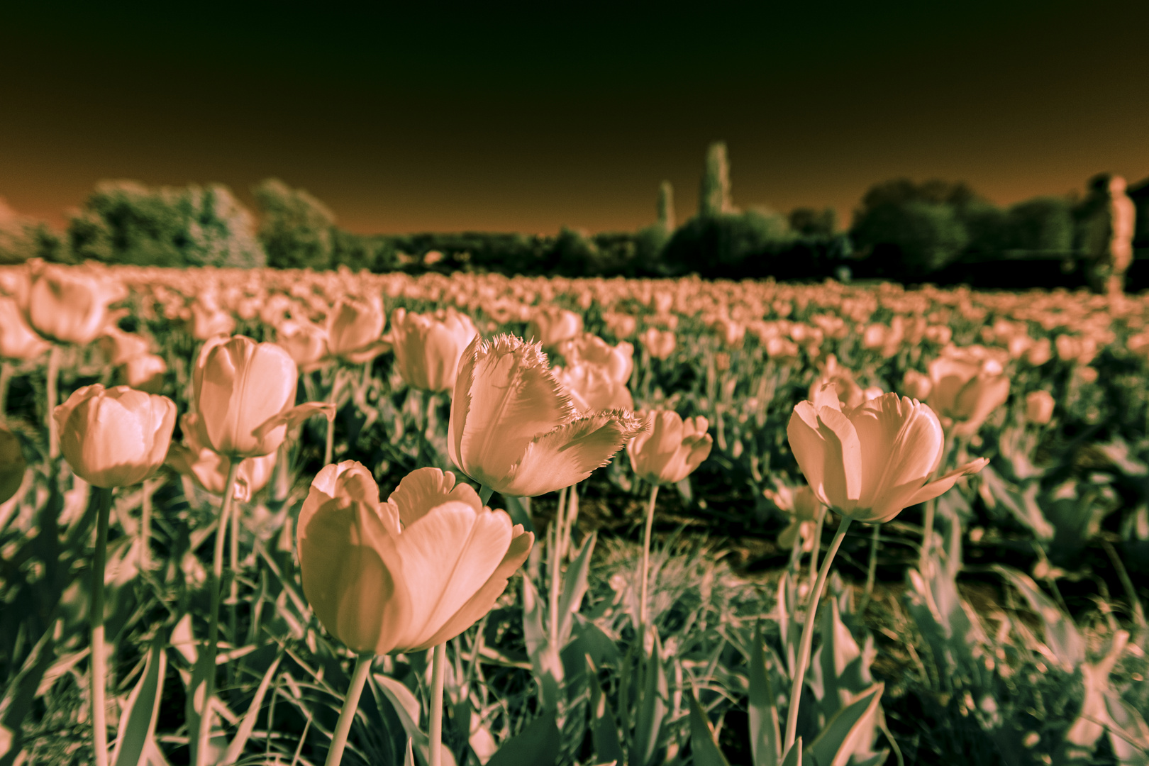 Tulpenwiese IR #2