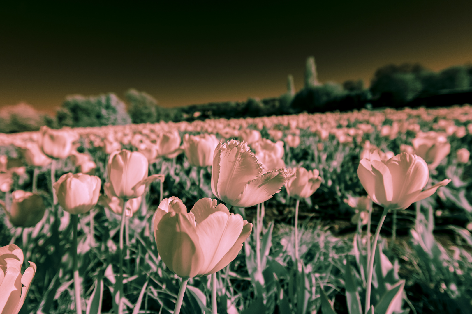 Tulpenwiese IR #3